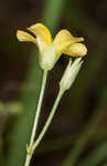 Slender yellow woodsorrel